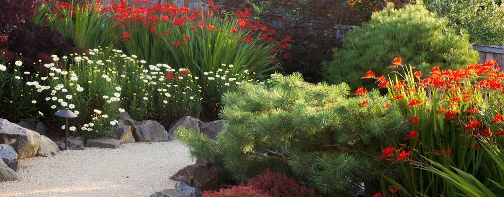 Plantes vivaces